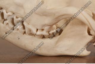 photo reference of skull 0041